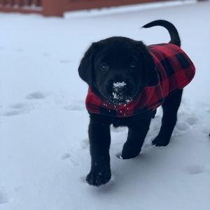 Meet your Posher, Syan